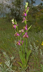 Ophrys × vallis-costae